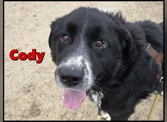 lieber junger Bernhardiner Mischling sucht ein Zuhause