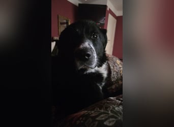 Cody großer Bernhardiner Hütehund Mischling Rüde sucht Zuhause für immer