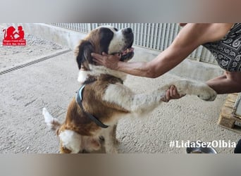 Nebbia- von der Kette in deine Arme?