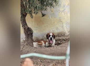 Nebbia- von der Kette in deine Arme?