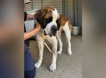 Nebbia- von der Kette in deine Arme?