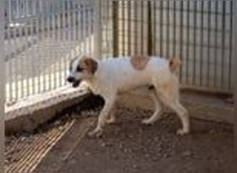 Romeo sucht seine Happy-End-Lovestory