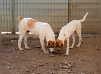 Romeo sucht seine Happy-End-Lovestory Romeo sucht seine Happy-End-Lovestory