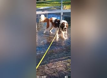 Bernhardiner Rüde, geb. 10.2022, Kastriert, sucht neues Zuhause