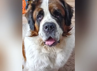 Bernhardiner Rüde, geb. 10.2022, Kastriert, sucht neues Zuhause