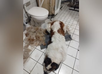 Bernhardiner Rüde, geb. 10.2022, Kastriert, sucht neues Zuhause