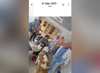 Bernhardiner Rüde, geb. 10.2022, Kastriert, sucht neues Zuhause