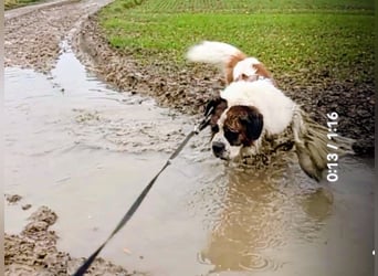 Bernhardiner Rüde, geb. 10.2022, Kastriert, sucht neues Zuhause