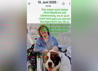 Bernhardiner Rüde, geb. 10.2022, Kastriert, sucht neues Zuhause