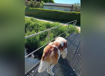 Bernhardiner Rüde, geb. 10.2022, Kastriert, sucht neues Zuhause