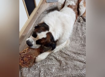 Bernhardiner Rüde, geb. 10.2022, Kastriert, sucht neues Zuhause