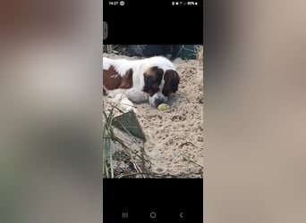 Bernhardiner Rüde, geb. 10.2022, Kastriert, sucht neues Zuhause