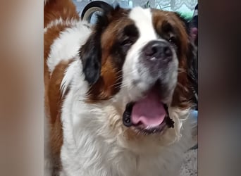 Bernhardiner Rüde, geb. 10.2022, Kastriert, sucht neues Zuhause