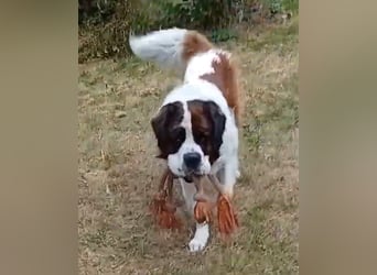 Bernhardiner Rüde, geb. 10.2022, Kastriert, sucht neues Zuhause