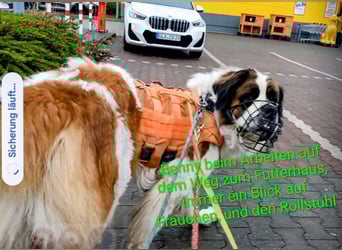 Bernhardiner Rüde, geb. 10.2022, Kastriert, sucht neues Zuhause