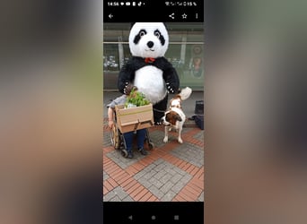 Bernhardiner Rüde, geb. 10.2022, Kastriert, sucht neues Zuhause