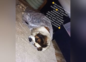 Bernhardiner Rüde, geb. 10.2022, Kastriert, sucht neues Zuhause