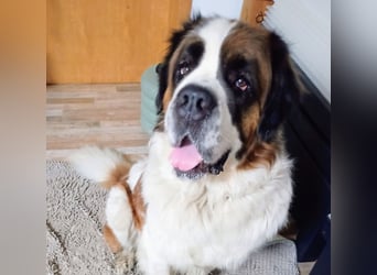 Bernhardiner Rüde, geb. 10.2022, Kastriert, sucht neues Zuhause