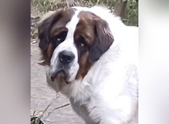 Bernhardiner Rüde, geb. 10.2022, Kastriert, sucht neues Zuhause