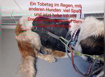 Bernhardiner Rüde, geb. 10.2022, Kastriert, sucht neues Zuhause