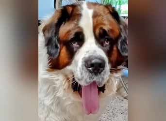 Bernhardiner Rüde, geb. 10.2022, Kastriert, sucht neues Zuhause