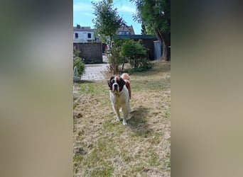 Bernhardiner Rüde, geb. 10.2022, Kastriert, sucht neues Zuhause