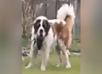 Bernhardiner Rüde, geb. 10.2022, Kastriert, sucht neues Zuhause