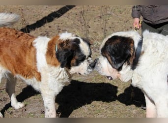 Bootsmann, Bernhardiner, geb. 2018, Traumhund mit Handicap