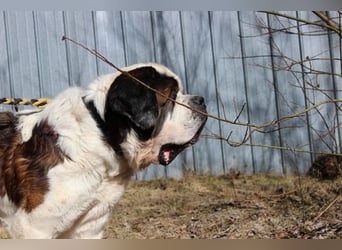 Bootsmann, Bernhardiner, geb. 2018, Traumhund mit Handicap