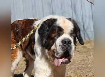 Bootsmann, Bernhardiner, geb. 2018, Traumhund mit Handicap