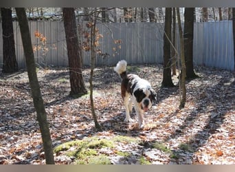 Bootsmann, Bernhardiner, geb. 2018, Traumhund mit Handicap