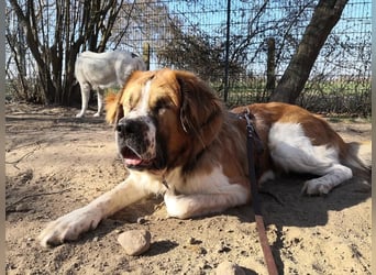 MONTY BRAUCHT DRINGEND SEIN ZUHAUSE!