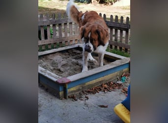 MONTY BRAUCHT DRINGEND SEIN ZUHAUSE!