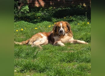 MONTY BRAUCHT DRINGEND SEIN ZUHAUSE!