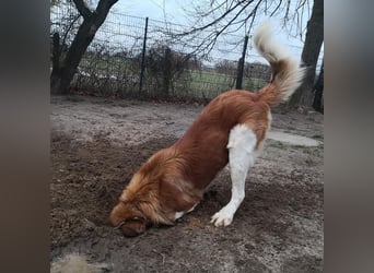 MONTY BRAUCHT DRINGEND SEIN ZUHAUSE!
