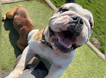 Erni, Engl. Bulldogge, geb. 2022, sucht gemütliches Zuhause