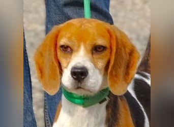 Gina, Beagle