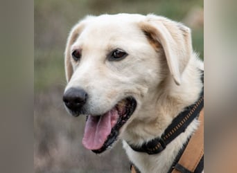 Browny – ein temperamentvoller Senior
