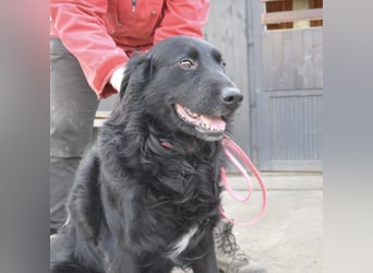 Medo ein Traumhund