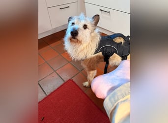 Arno sucht ein Zuhause