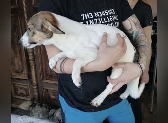 MOLLY, Hündin, 3 Jahre, 27cm, Mischling, Tierschutz