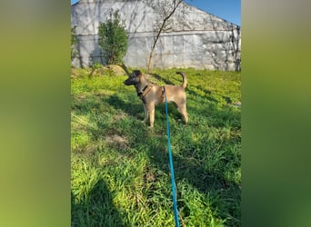 Welpendame BEAUTY, in 71665 Vaihingen auf Pflegestelle, sucht eine Familie!