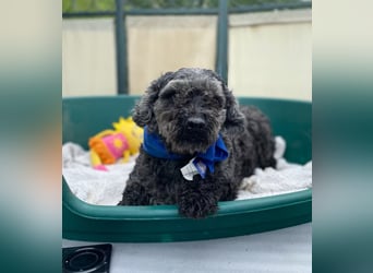 OTTO - Kleiner, freundlicher, Puli-Mix,allergikerfreundlich