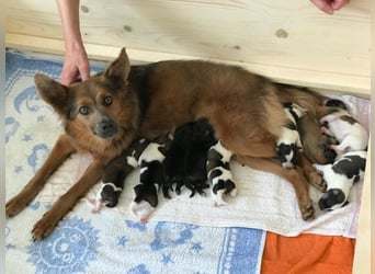 Neun kleine Tierschutzwelpen❤️in 22399 Hamburg suchen ihr Für-immer-Zuhause