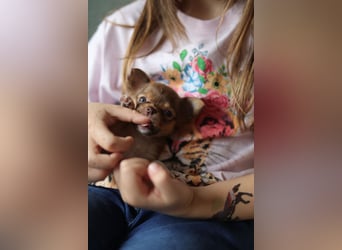 Supersüßes Mini Chihuahua Mädchen
