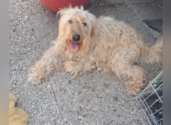 Mustár, freundlicher Labardoodle Mix geb.2024
