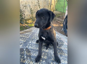 ❤️Labradormix Welpe Nero❤️