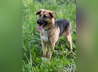 Joy - ein sanfter Hunderiese sucht sein Zuhause