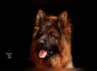 Deutscher Schäferhund