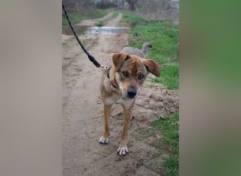 Marta - weiblich, kastriert - Hundepension in Kostenets